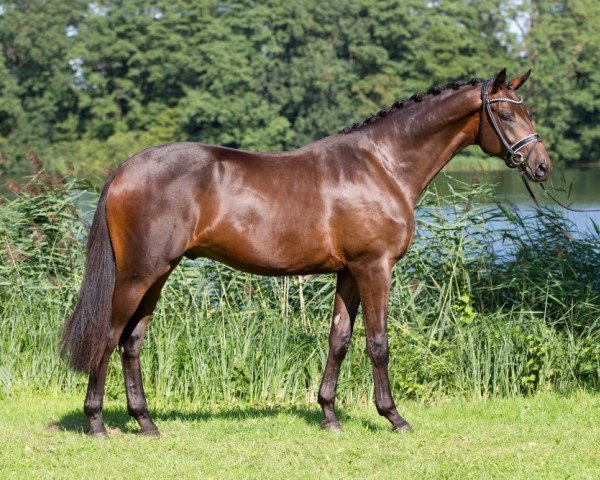 dressage horse Sir Samoa (Trakehner, 2013, from E.H. Millennium)