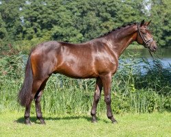 dressage horse Sir Samoa (Trakehner, 2013, from E.H. Millennium)