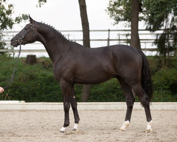 dressage horse Kaiser Kamillo (Trakehner, 2013, from Iskander)