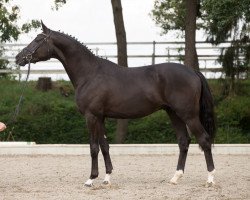 dressage horse Kaiser Kamillo (Trakehner, 2013, from Iskander)