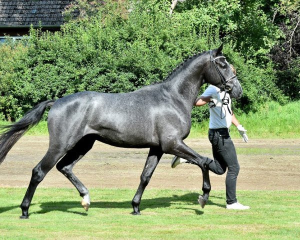 horse Haffzauber (Trakehner, 2013, from Imhotep)