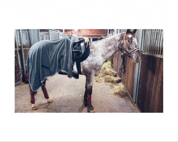 horse LCA Gogo Diamond Girl (Appaloosa, 2007)