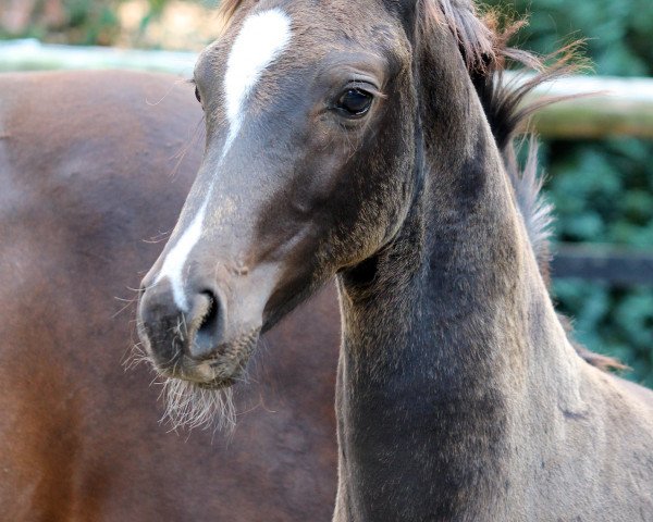dressage horse Federer 12 (Oldenburg, 2015, from Fuechtels Floriscount OLD)