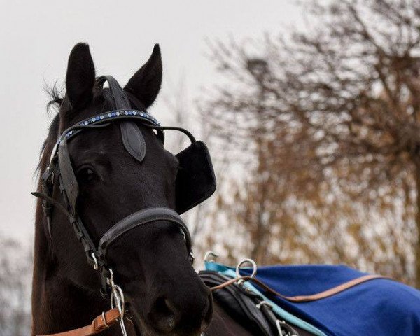 jumper Dalana 5 (Hanoverian, 2000, from Del Piero)