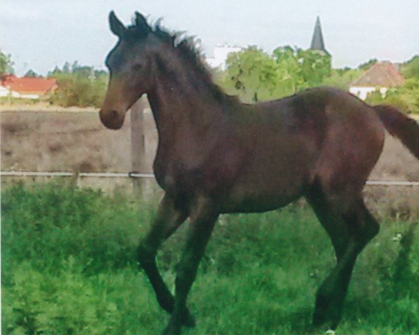 horse Stute von Fahrenheit (German Sport Horse, 2015, from Tannenhof's Fahrenheit)