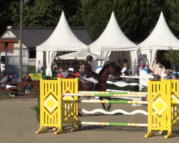 Equus Colonius - Reitanlage Brüse Köln 2021