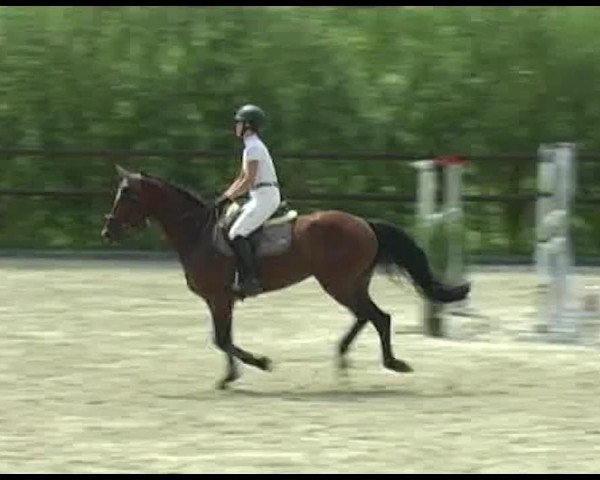 Reitturnier Bättwil 2020