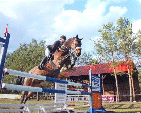 jumper Sacrebleu 2 (German Sport Horse, 2004, from Saccor)