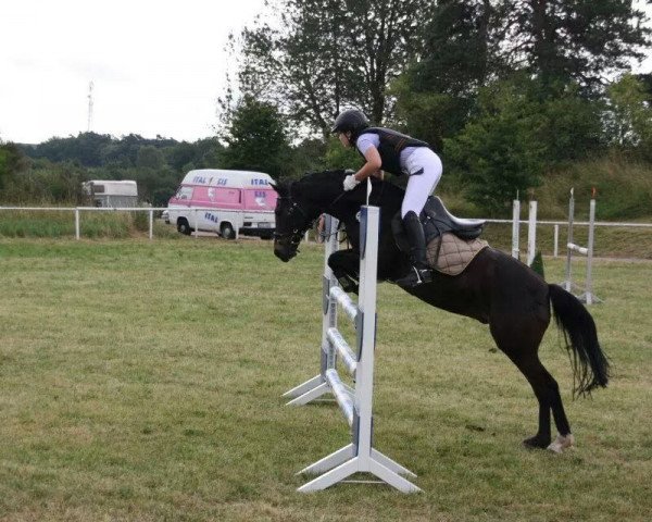 Springpferd Kalif (Deutsches Reitpony, 1997, von Kiribati)
