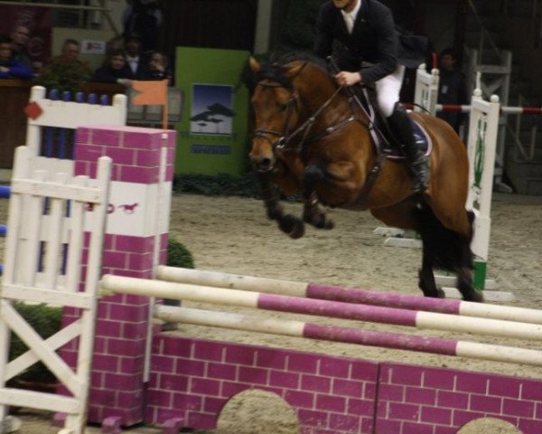 jumper Keops vd Begijnakker (Belgian Warmblood, 2010, from Indoctro)