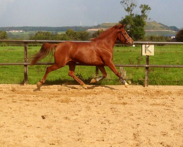 broodmare Mircina T (German Riding Pony, 2009, from Mentos Charmeur)