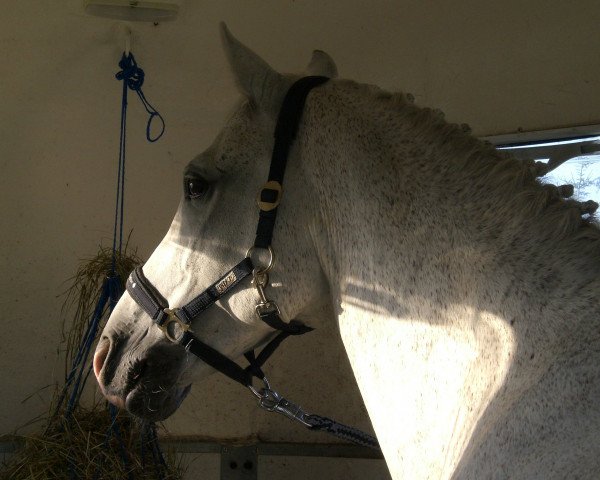 horse Chairman 9 (Hessian Warmblood, 1995, from Calderon)