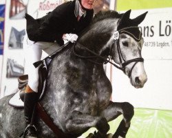 dressage horse Chicky Micky 4 (Oldenburg, 2009, from Check In 2)