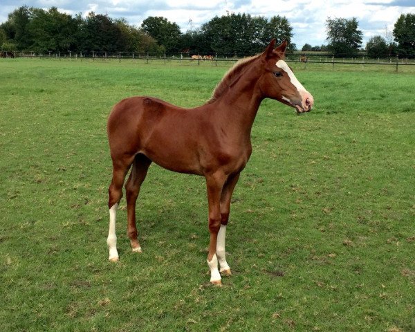 broodmare Dancing Danciana (Hanoverian, 2015, from Danciano) broodmare Dancing Danciana (Hanoverian, 2015, from Danciano)