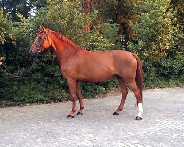 Zuchtstute Night Lady 17 (Hannoveraner, 2008, von Now Or Never M)
