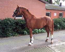 jumper Charlys Friend (Hanoverian, 2013, from Christian 25)