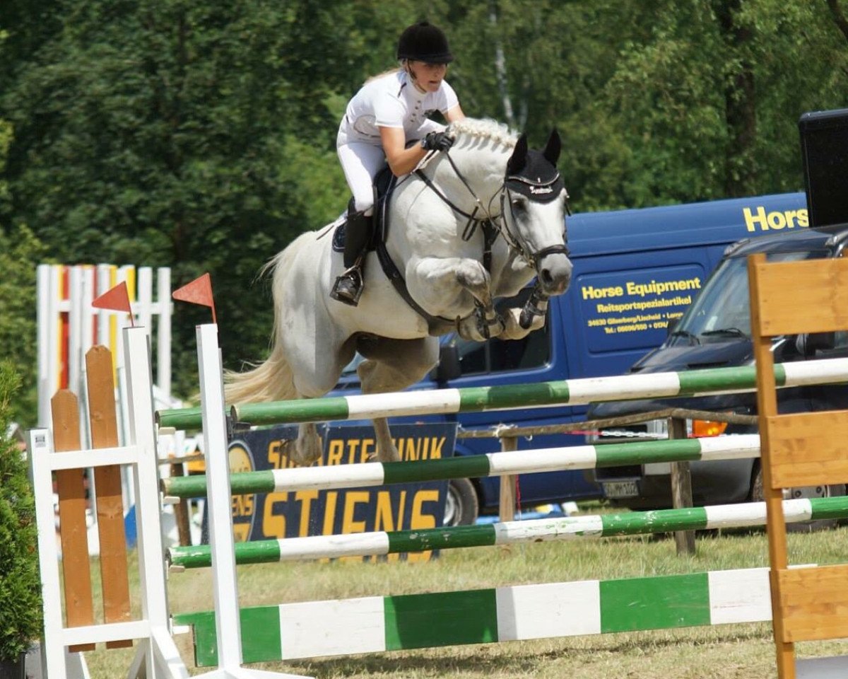 jumper Calido's champ (Hanoverian, 2005, from Calido I)