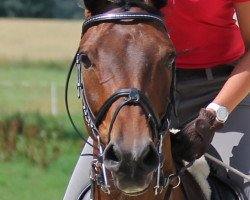 jumper Knauers Carlotto (German Sport Horse, 2005, from Con Capitol)
