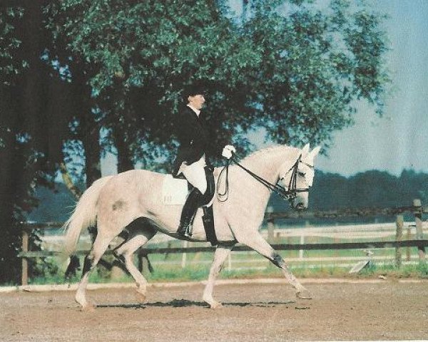 broodmare Toscana (Oldenburg, 1986, from Traumdeuter DH 482)