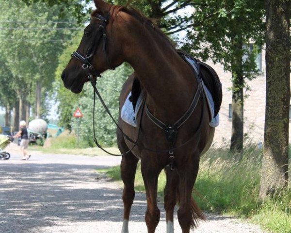 broodmare Geralja's Little Diamond (New Forest Pony, 1995, from Halenshof Wilfred)