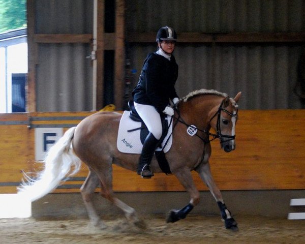 Pferd Angie 205 (Haflinger, 2002, von Aquarin) Pferd Angie 205 (Haflinger, 2002, von Aquarin)