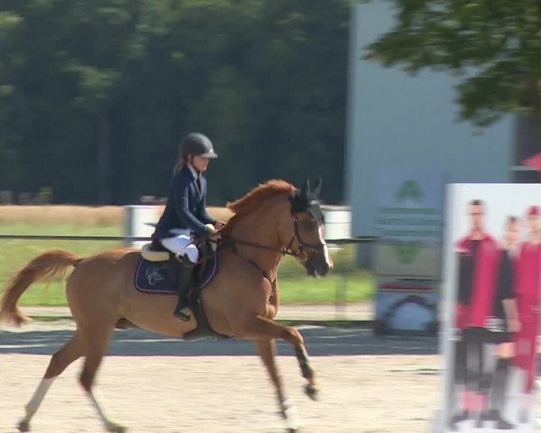 Reitturnier Rot am See- Musdorf 2020