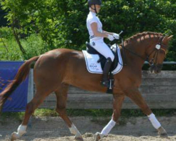 dressage horse Jessy James 5 (KWPN (Royal Dutch Sporthorse), 2008, from Wynton)