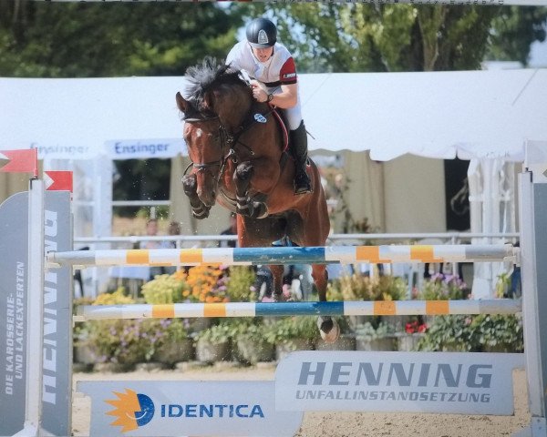 jumper Le Poussage (German Sport Horse, 2008, from Lands River 90 FIN)