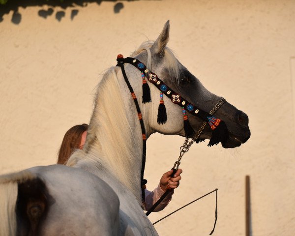 stallion El Thay Fayez ox (Arabian purebred, 1994, from El Thay Ibn Halim Shah ox)