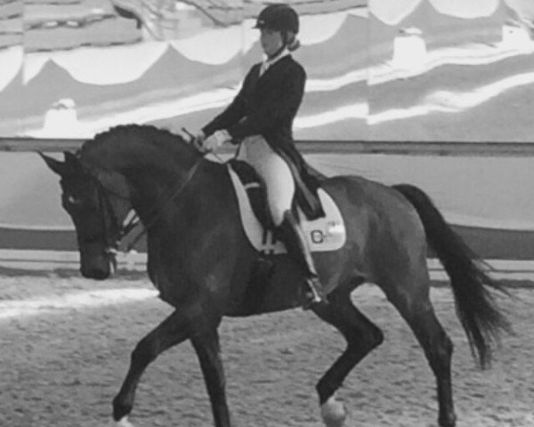 dressage horse Floppy Disk (Bavarian, 2006, from Florestano)