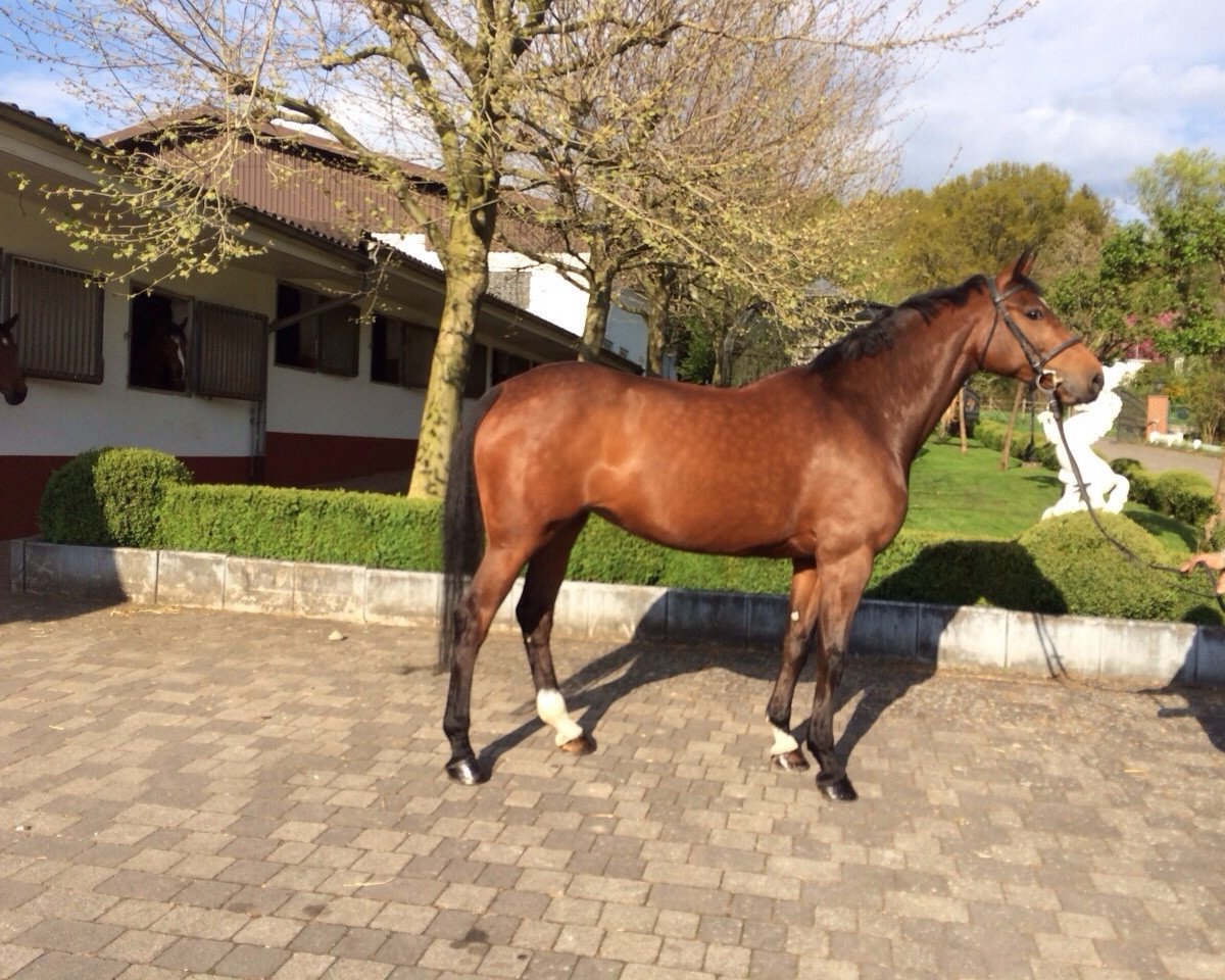 Springpferd Carisma de Revel (Holsteiner, 2008, von Cassini II)