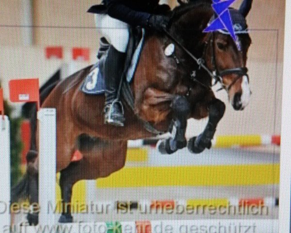 broodmare Chepres (KWPN (Royal Dutch Sporthorse), 2009, from Carthino Z)