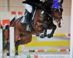 broodmare Chepres (KWPN (Royal Dutch Sporthorse), 2009, from Carthino Z)