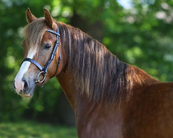 broodmare Cwmesgair Ceridwen (Welsh-Cob (Sek. D), 2007, from Gwynfaes Culhwch)