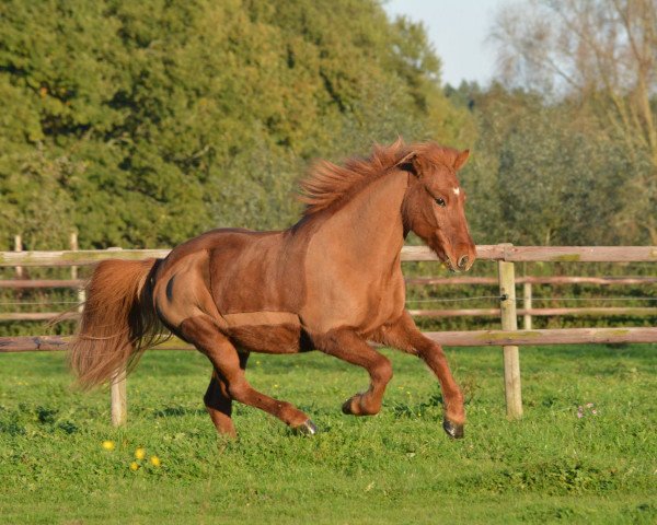 Pferd Smyrri vom Kronshof (Islandpferd, 1999, von Andvari fra Fuglsang)