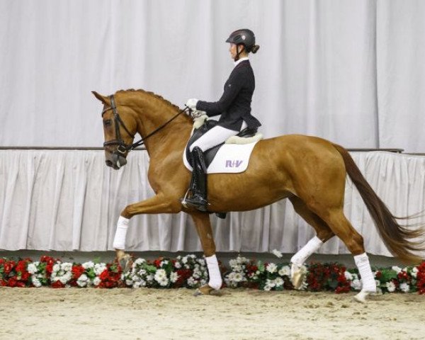 broodmare Fashion Week (Westphalian, 2012, from First Selection)