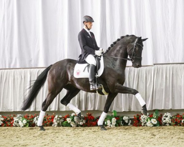 Pferd Valdemossa (Westfale, 2011, von Vitalis)