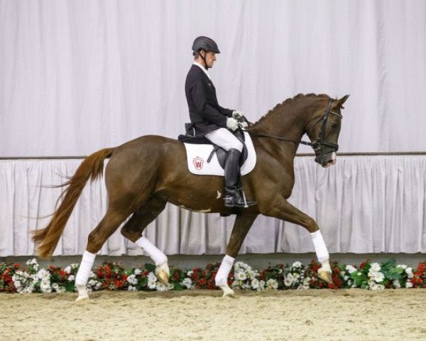 horse Don Jovi (Westphalian, 2012, from Dankeschön)