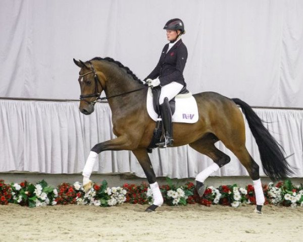 horse Supertramp (Westphalian, 2012, from Sir Heinrich OLD)
