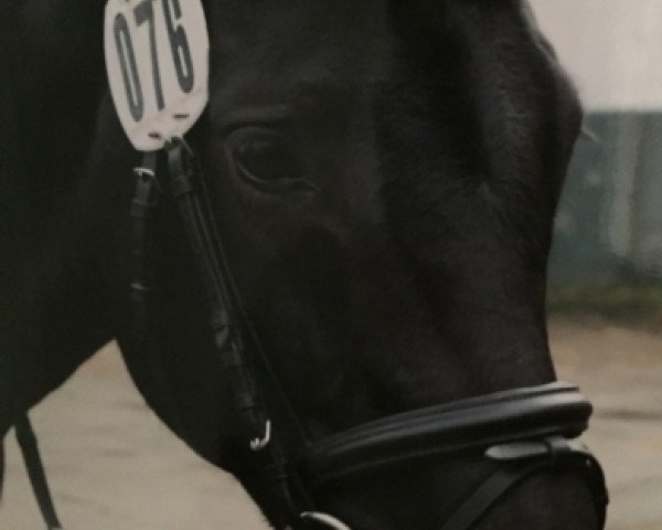 dressage horse Debbie 61 (Oldenburg, 2007, from Damsey FRH)