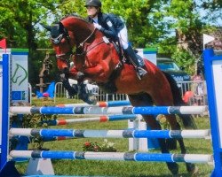 jumper Elvino (KWPN (Royal Dutch Sporthorse), 2009, from Calvino Z)