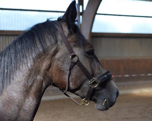 horse Lenz TN (Trakehner, 2012, from Benz)