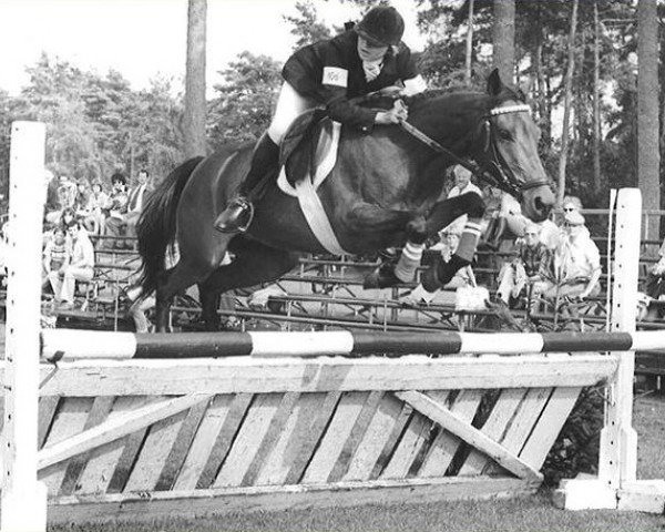 Pferd Silverlea Bay Magic (New-Forest-Pony, 1970, von Silverlea Prince Charming)