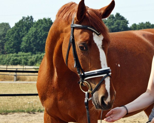 broodmare Carla (Hanoverian, 2007, from Cartani 4)