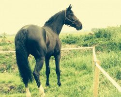 broodmare Andante 70 (Holsteiner, 2008, from Ab 19 Chepetto)
