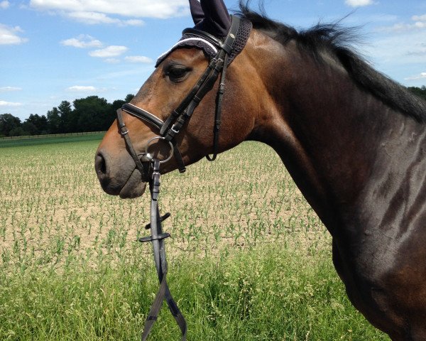 broodmare Caillean (Oldenburg, 2009, from Condeur)
