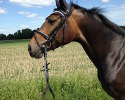 broodmare Caillean (Oldenburg, 2009, from Condeur)
