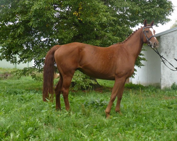 broodmare W-Little Ajsc (Holsteiner, 2006, from Lordanos)