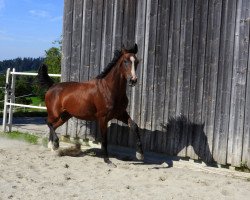 broodmare Rolanda (Oldenburg, 2009, from Acordelli)