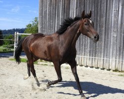 Zuchtstute RSH Rafinha (Oldenburger, 2007, von Acordelli)